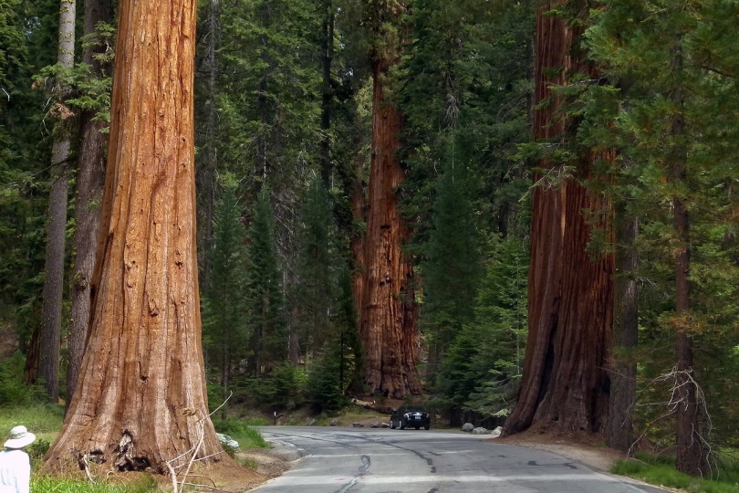 giant sequoia trees
