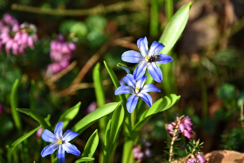 glory of the snow flower