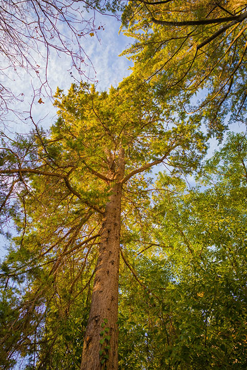 Gowen cypress