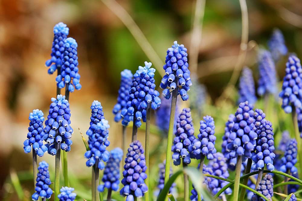grape hyacinth blossoming