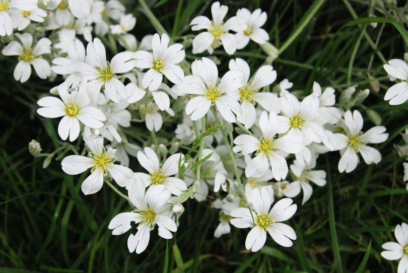 gypsophila flower