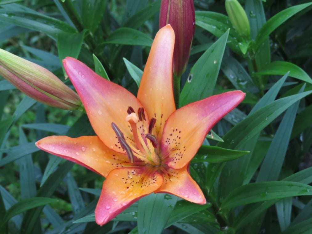 heartstrings lilies