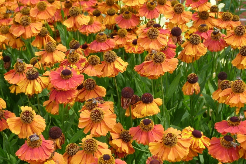 helenium Flowers