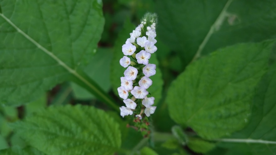 heliotrope flower