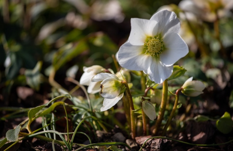 hellebore flower