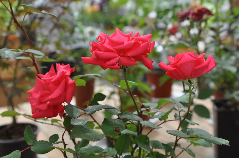 hope for humanity rose
