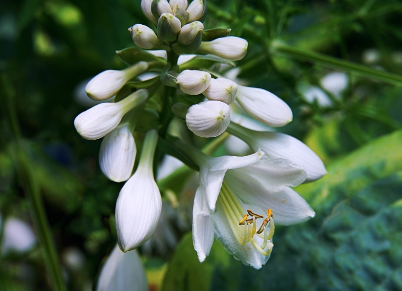 hosta flower