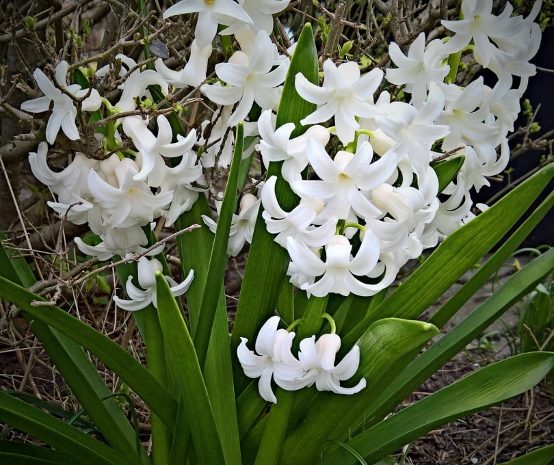 hyacinth flower