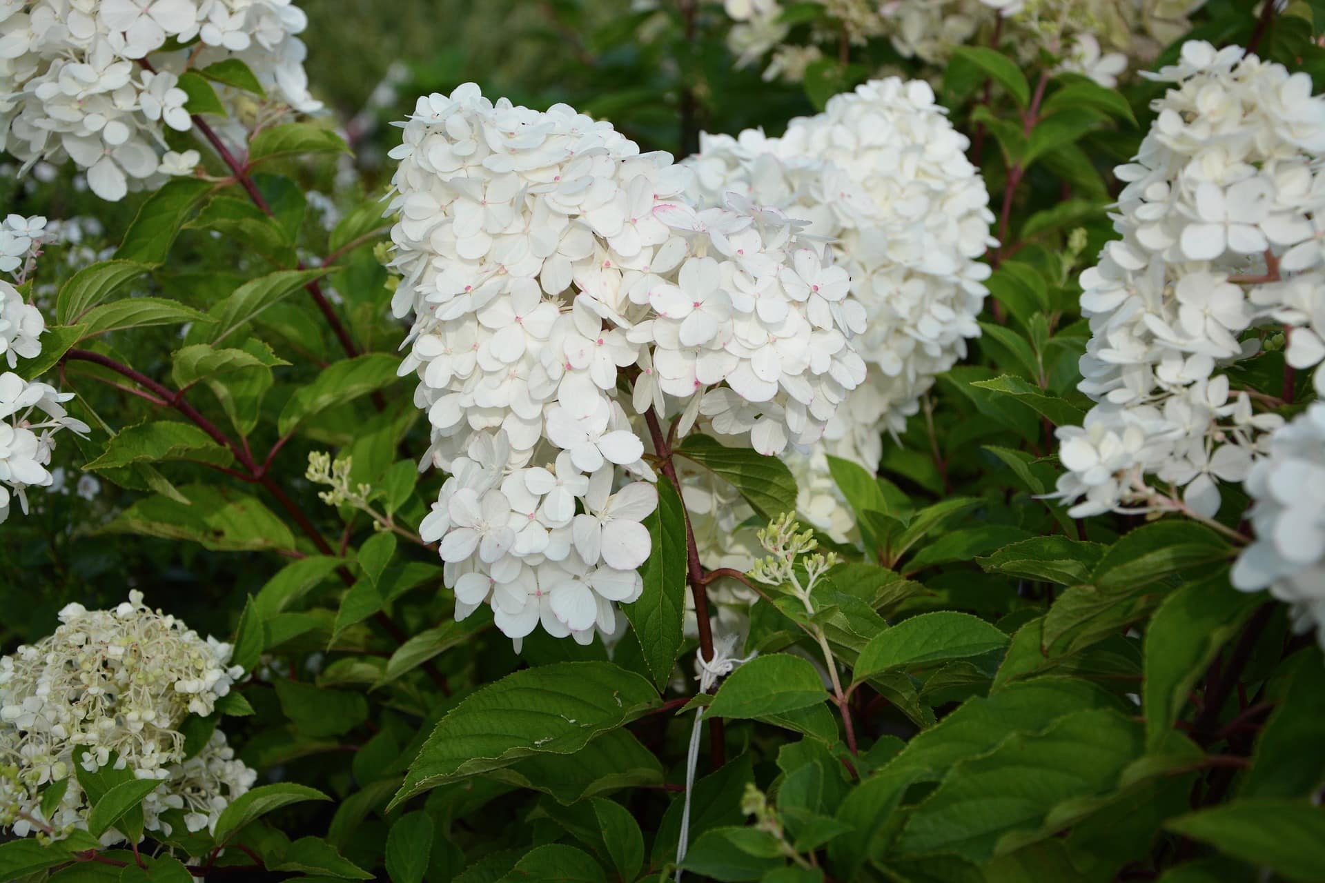 hydrangea flower
