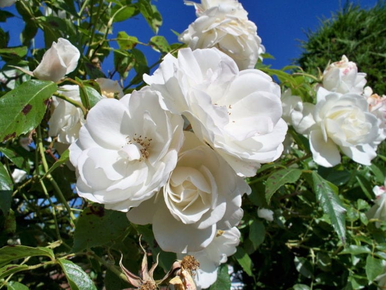 White Roses Variants 13 Various Types of White Roses (With Pictures) | Home Grail