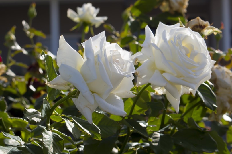 iceberg roses