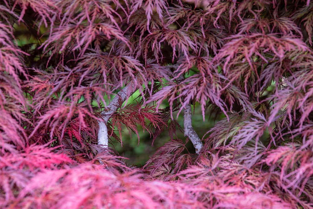 Inaba shidare maple tree