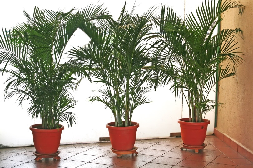 indoor palm tree
