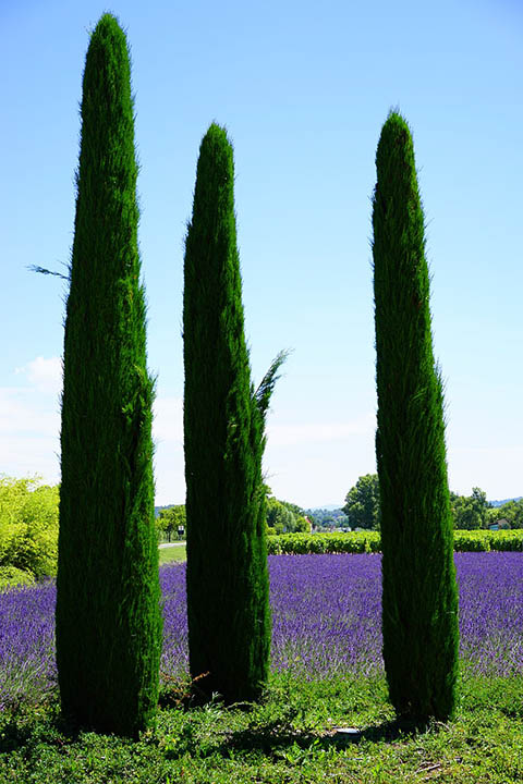 italian cypress tree in lavender field