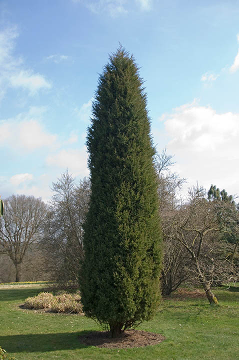 JUNIPERUS VIRGINIANA