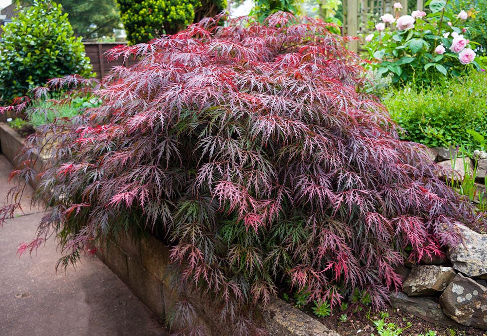 Lace leaf Japanese Maple