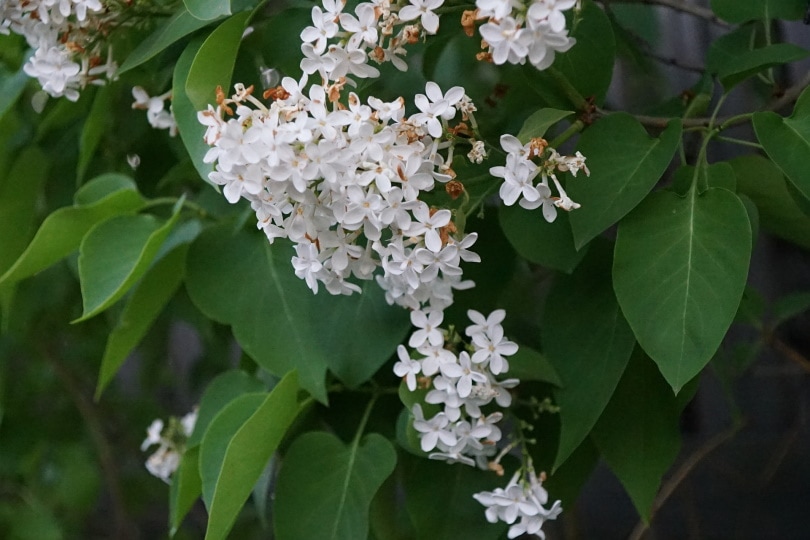 lilac flower