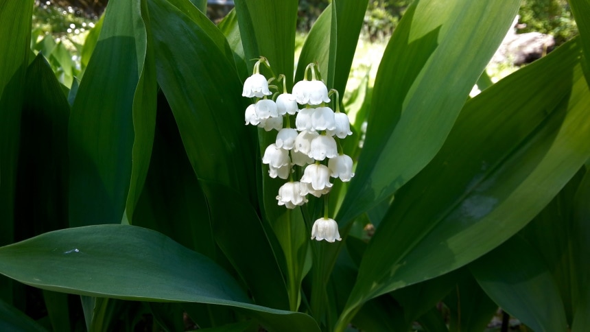 lily of the valley flower