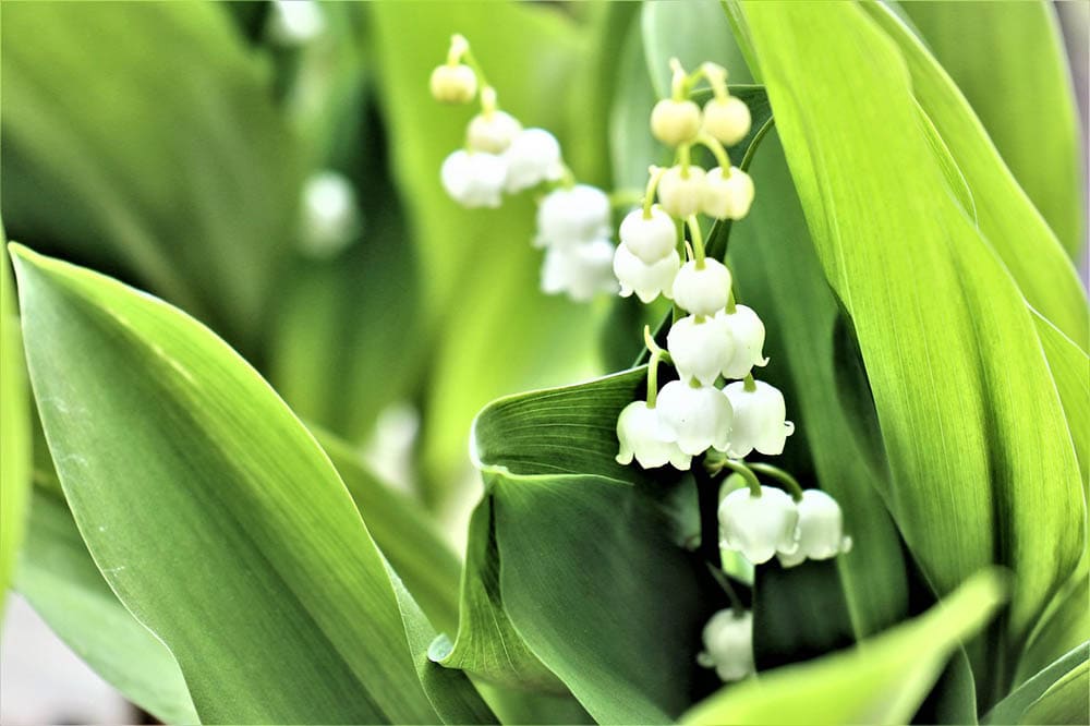 lily of the valley