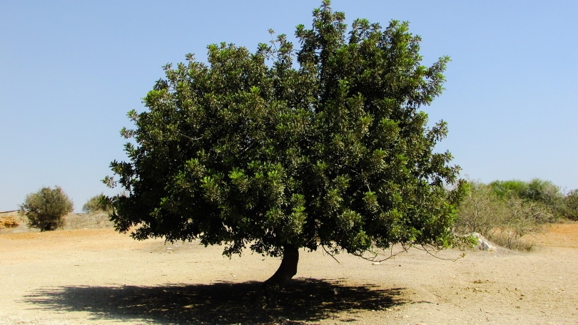 locust-tree
