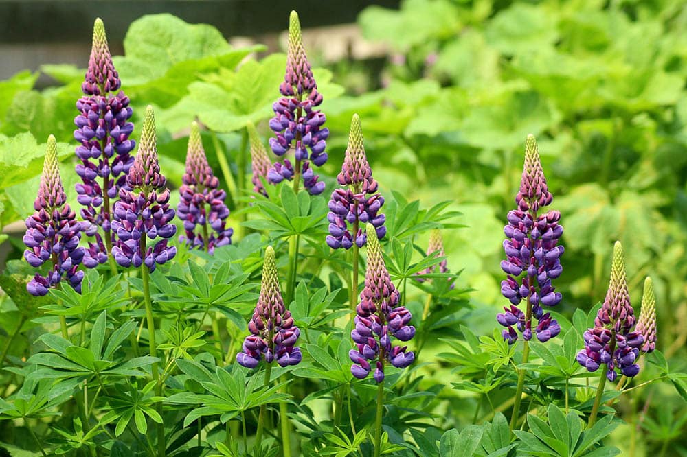 lupine flowers