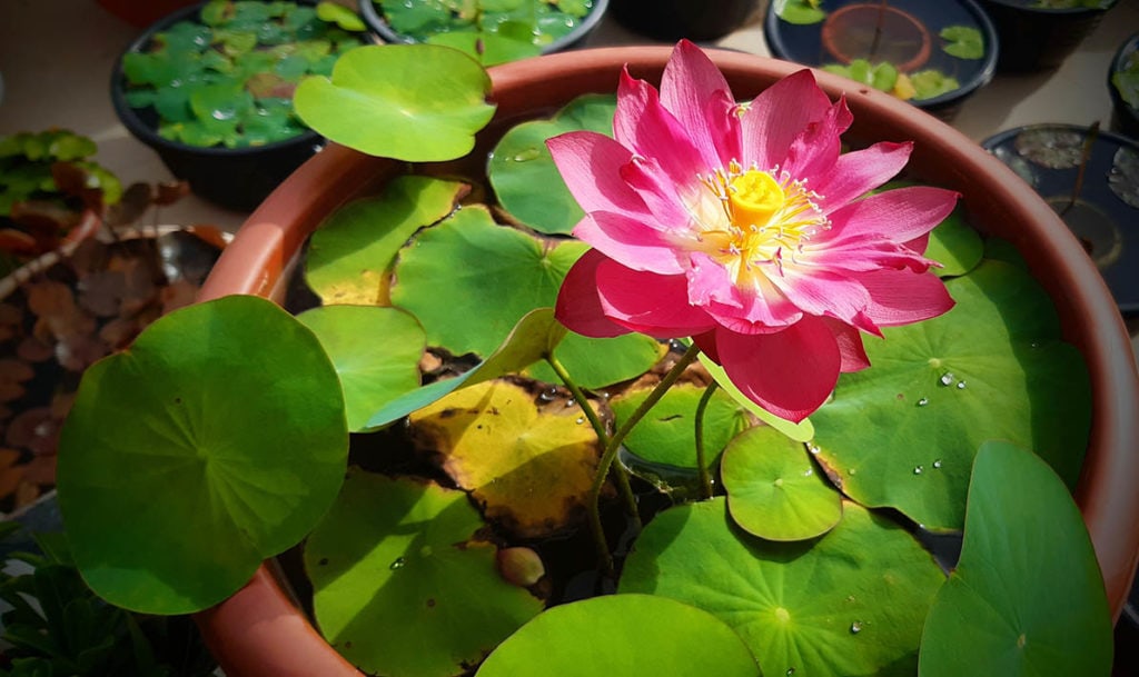 Magnificent lotus