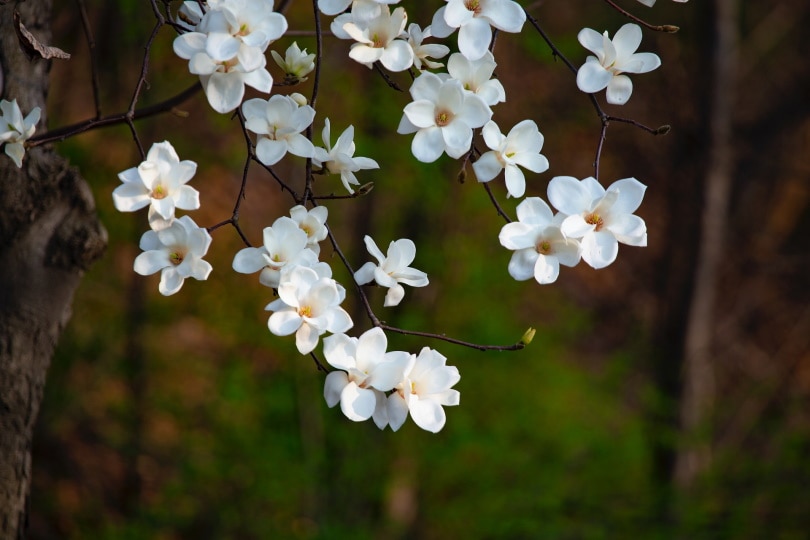 magnolia flower