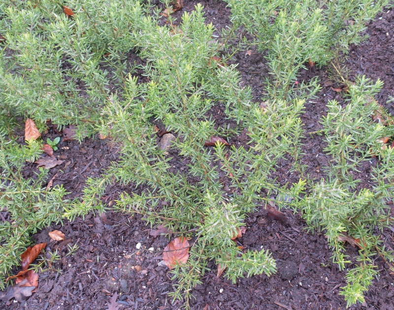 majorca pink rosemary