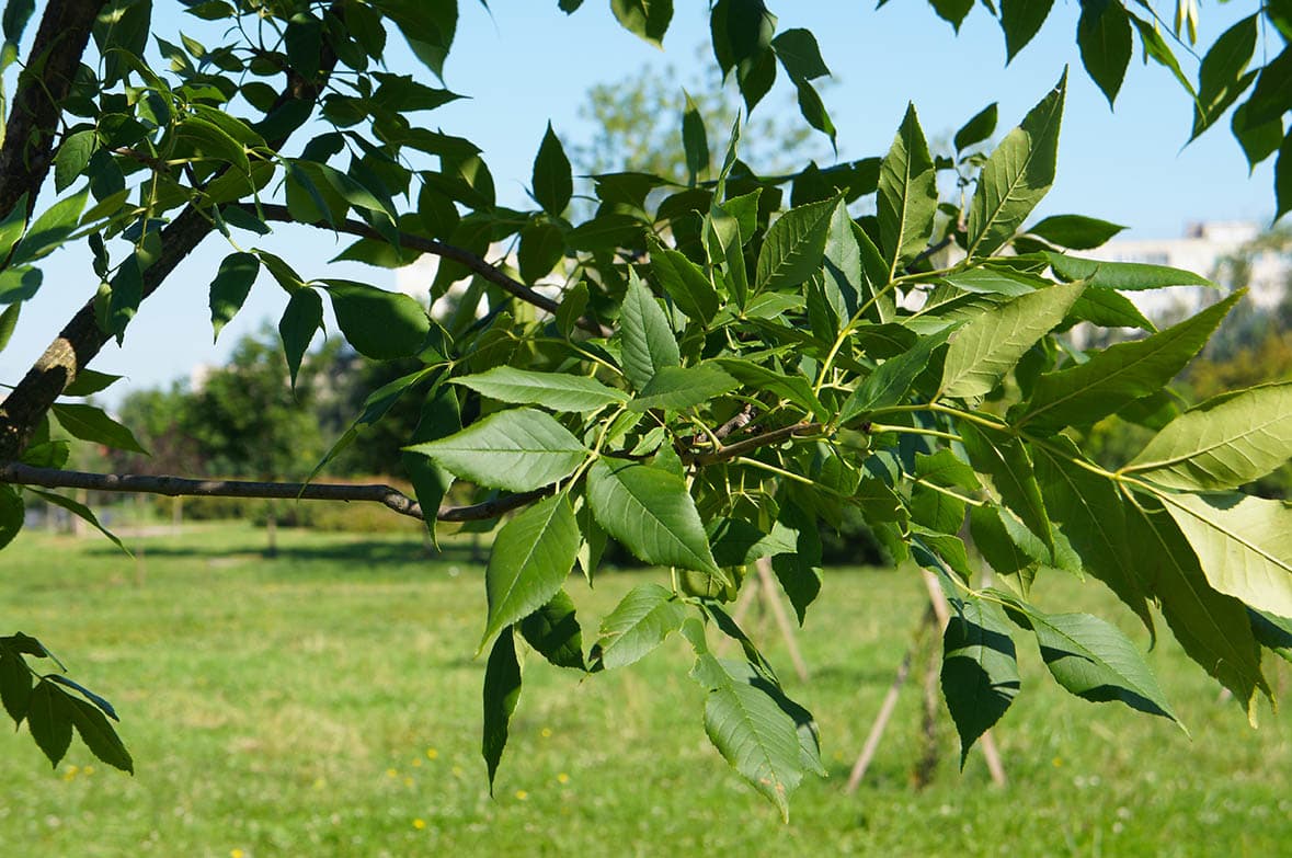 manchurian ash