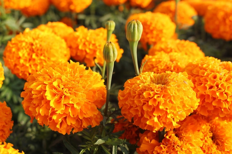 marigold orange flowers