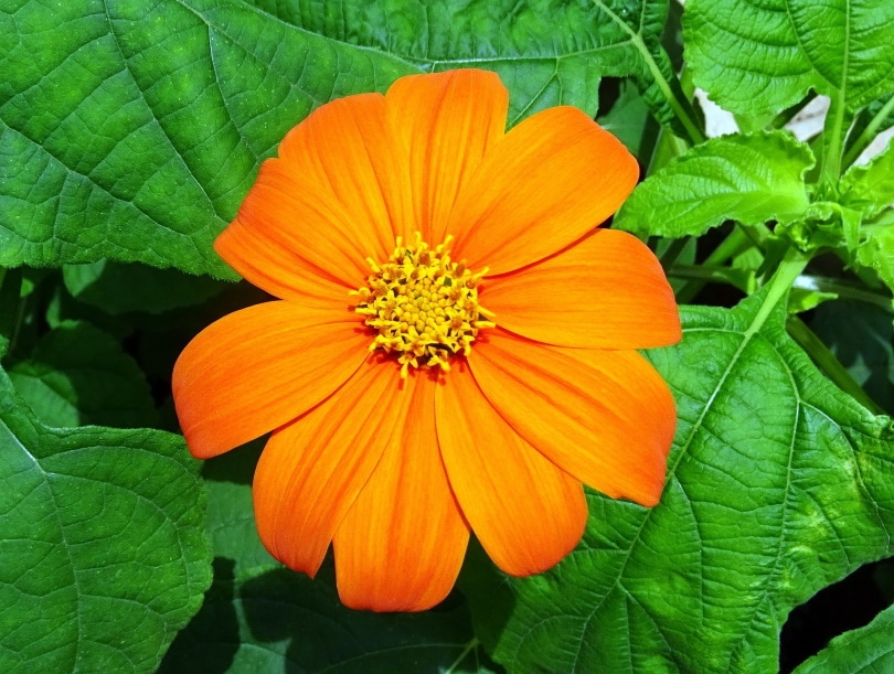 mexica sunflower