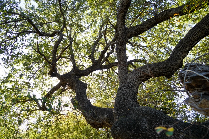 mexican oak tree