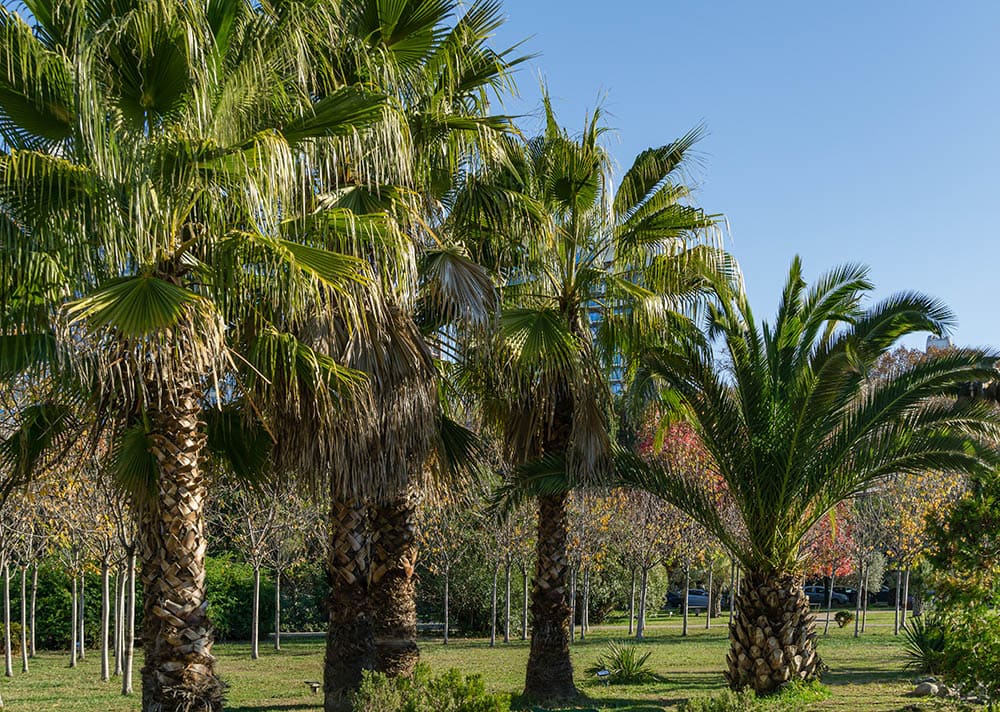 mexican palm trees