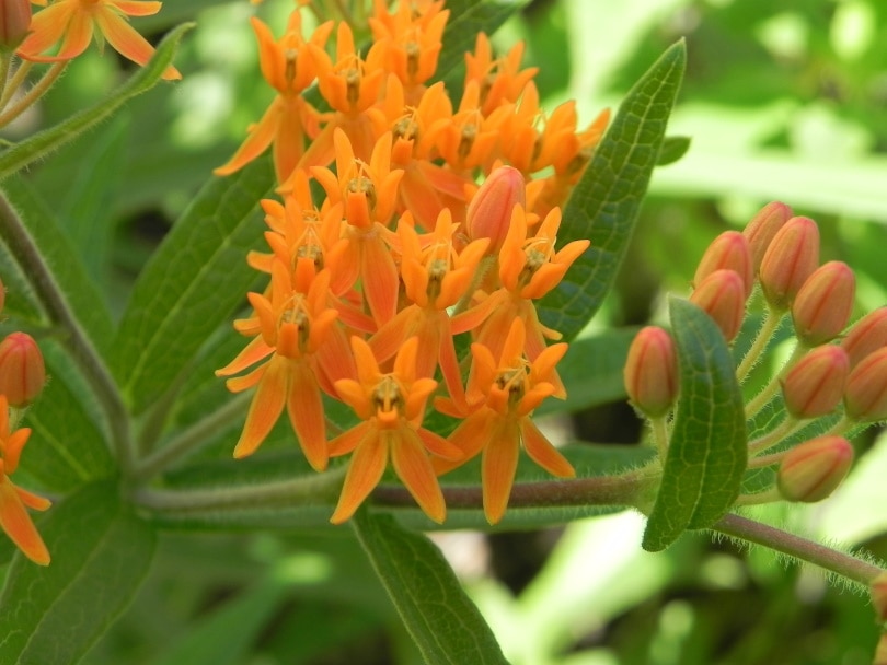 milkweed