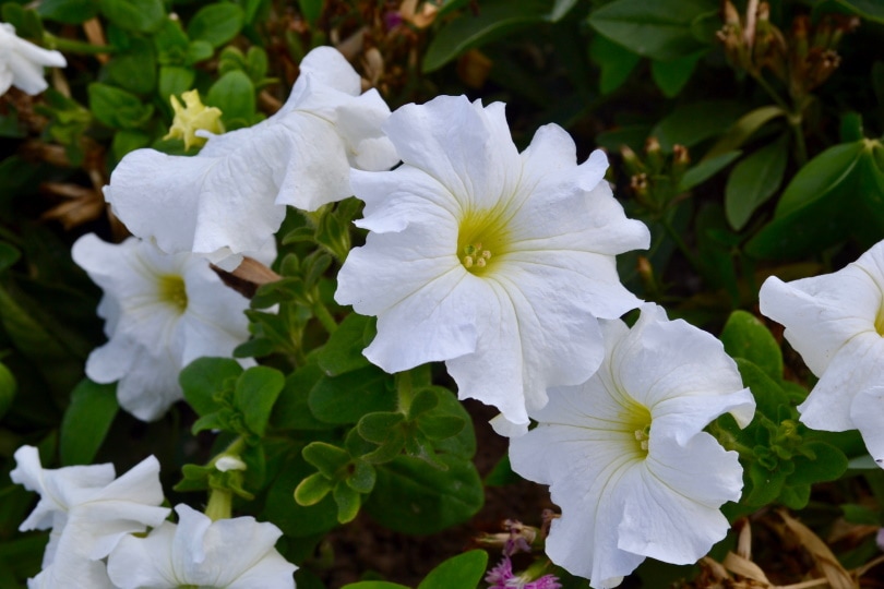 moonflower