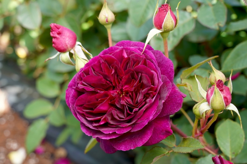 munstead wood roses