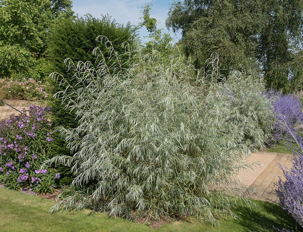 narrowleaf Willow