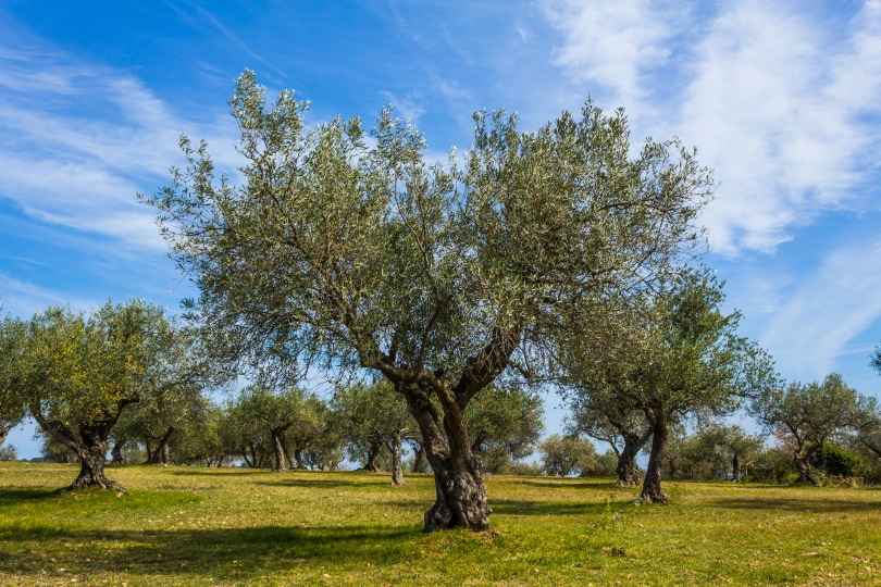 olive trees plantation