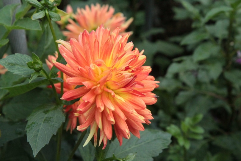 orange Dahlia flower