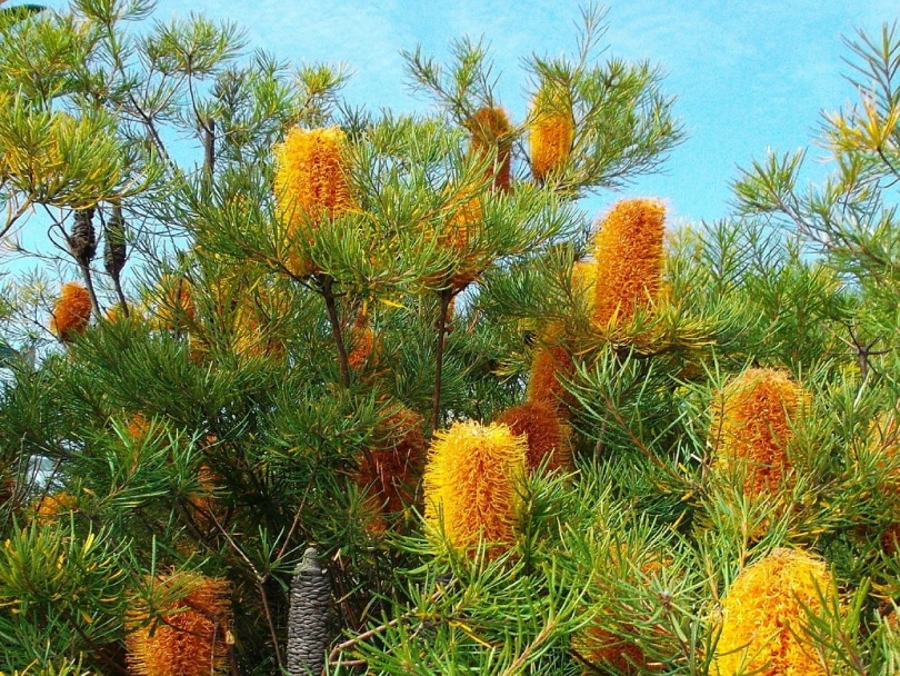 orange banksia flower