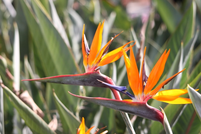 orange bird of paradise flower