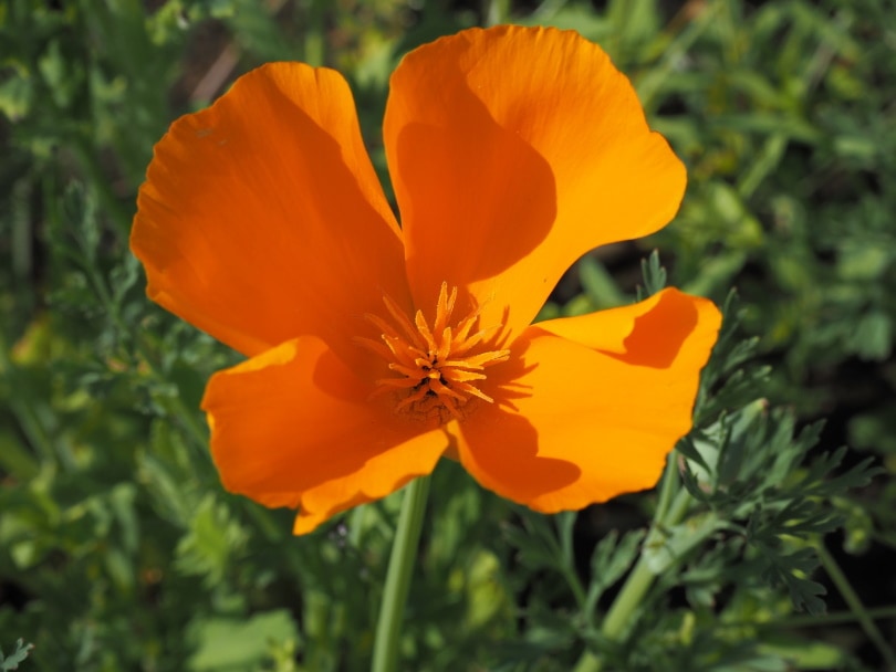 orange california poppy flower