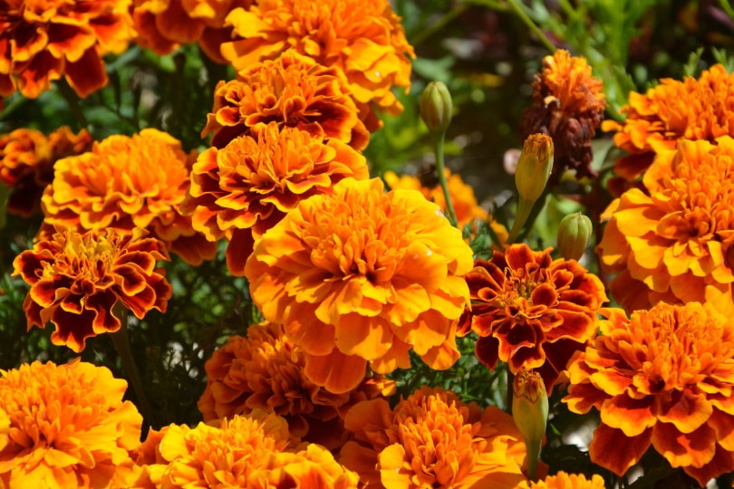 orange carnation flower