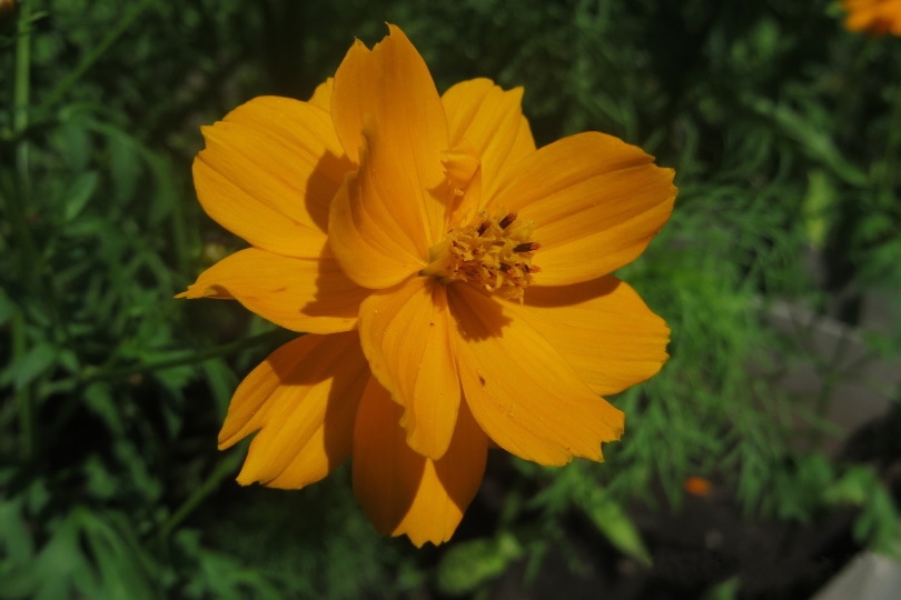 orange cosmos flower
