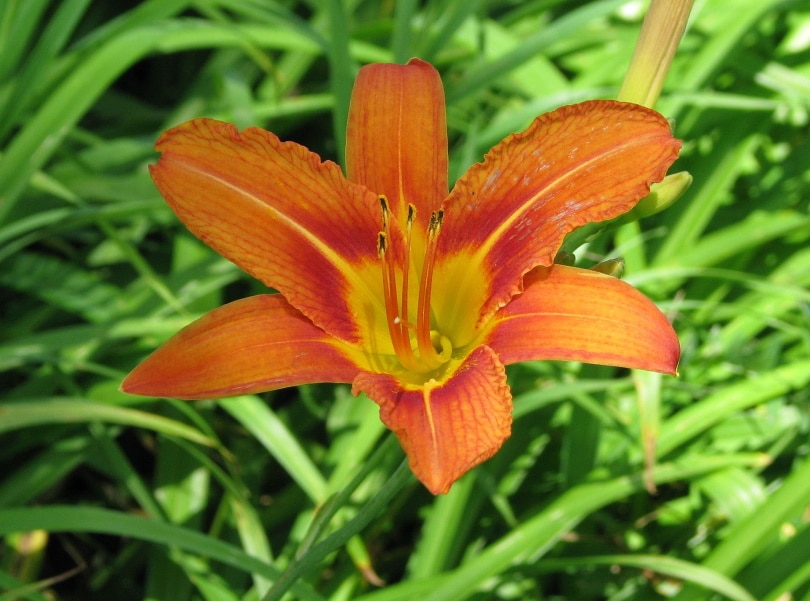 orange daylily