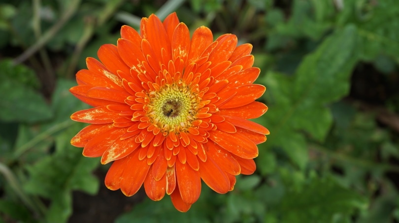 orange gerbera daisy