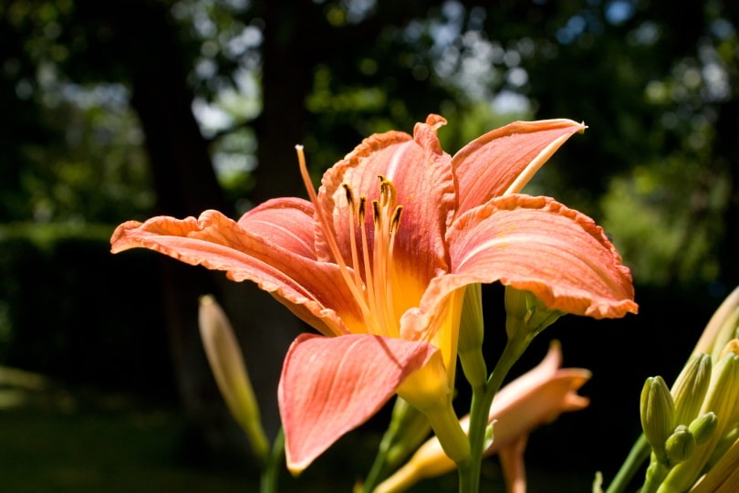 orange iris flower