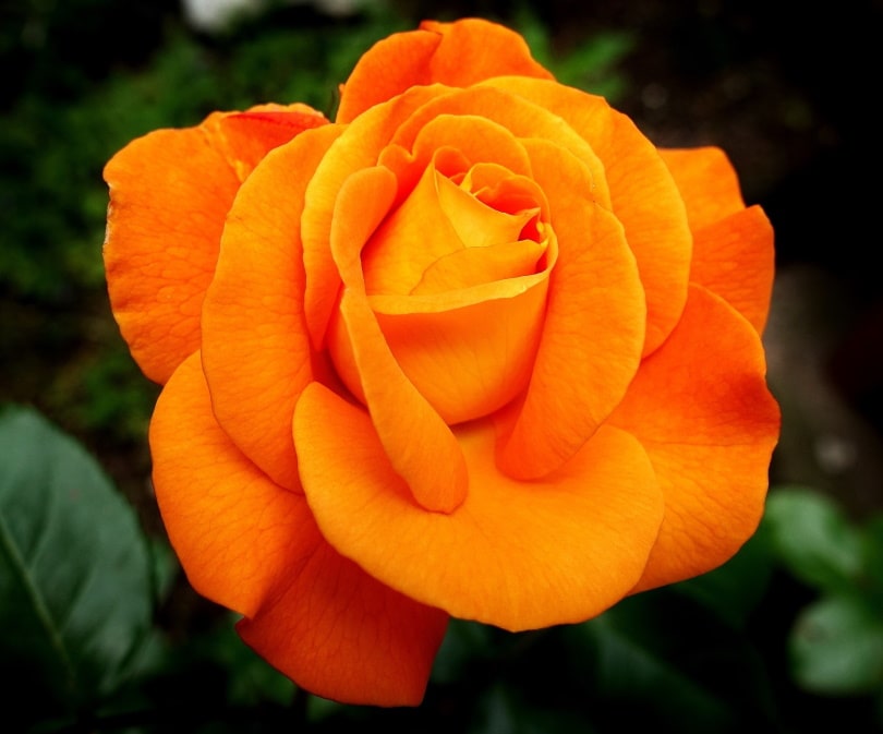 orange rose