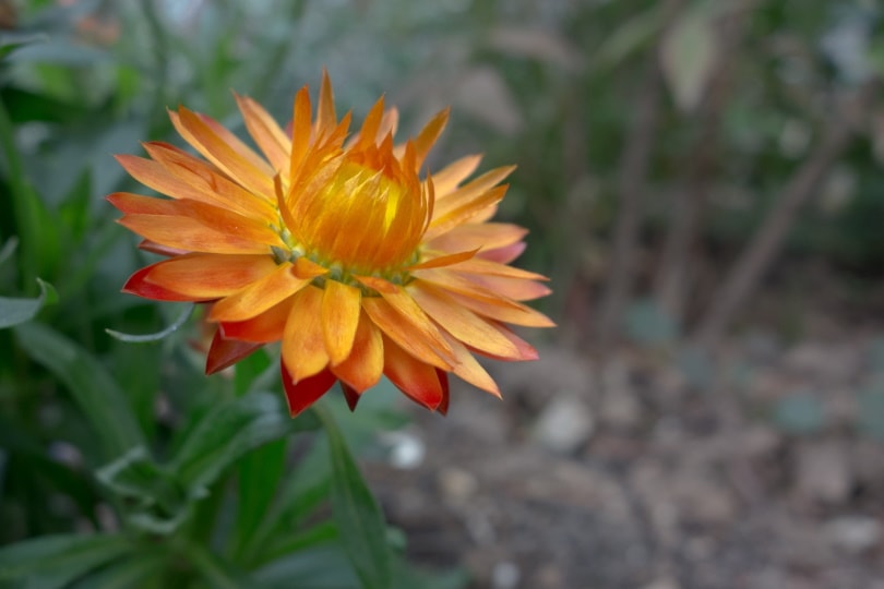 orange strawflower