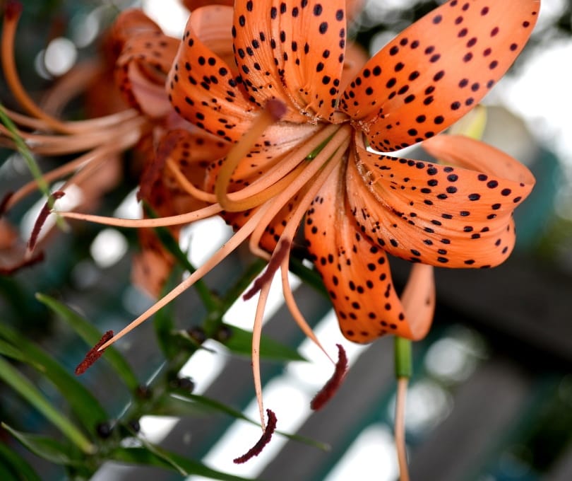 orange tiger lily
